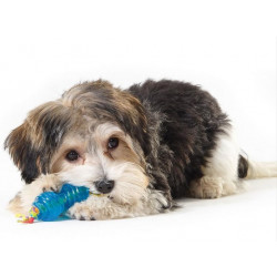 PETSTAGES ORKA Zestaw ultra mini [PS234]