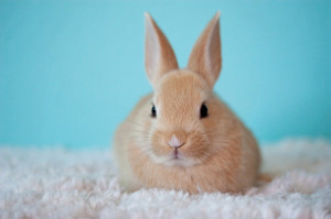 Co może jeść królik miniaturka